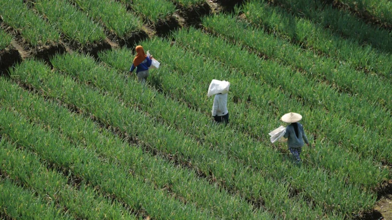 Choosing Between Agriculture Greenhouse and Traditional Greenhouse for Maximum Yield