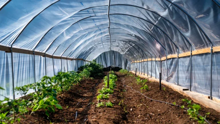 Why Greenhouses Are Key to Organic Farming Success